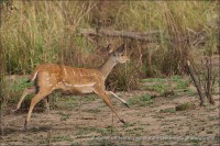 /album/aparjeb/penjari-biche-jpg/